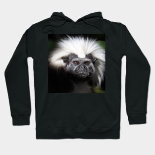 Cotton-top Tamarin Hoodie